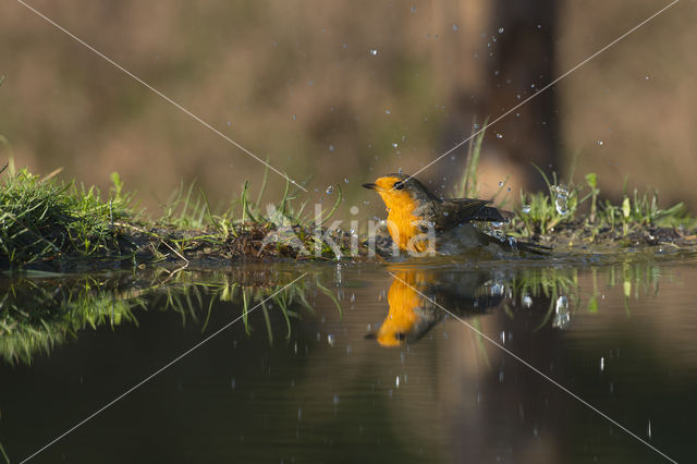 Roodborst