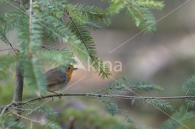 Roodborst