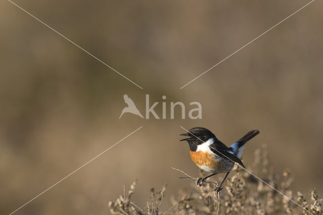 European Stonechat (Saxicola rubicola)