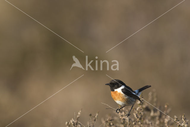 European Stonechat (Saxicola rubicola)