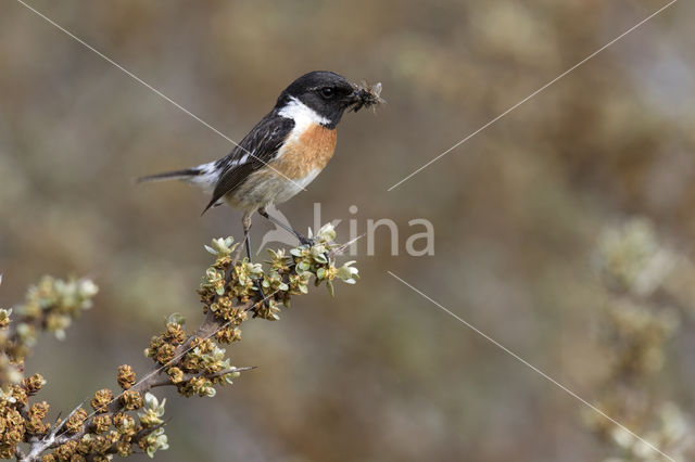 Roodborsttapuit (Saxicola rubicola)