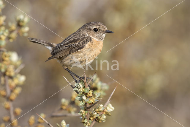 Roodborsttapuit (Saxicola rubicola)