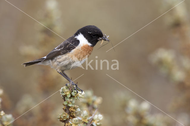 Roodborsttapuit (Saxicola rubicola)