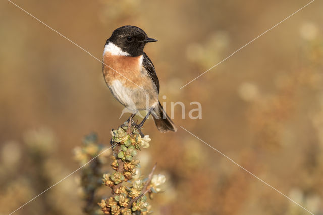 Roodborsttapuit (Saxicola rubicola)