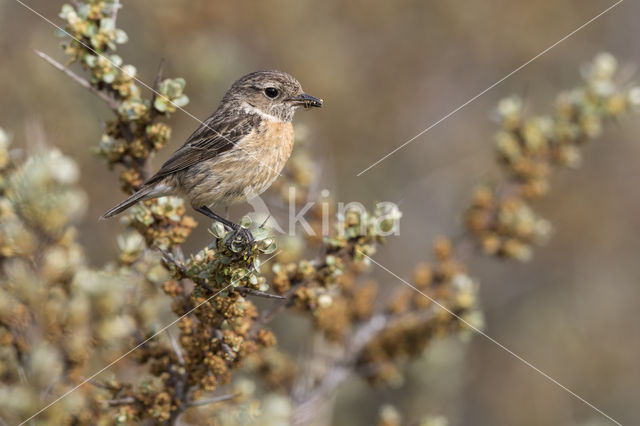 Stonechat (Saxicola rubicola)