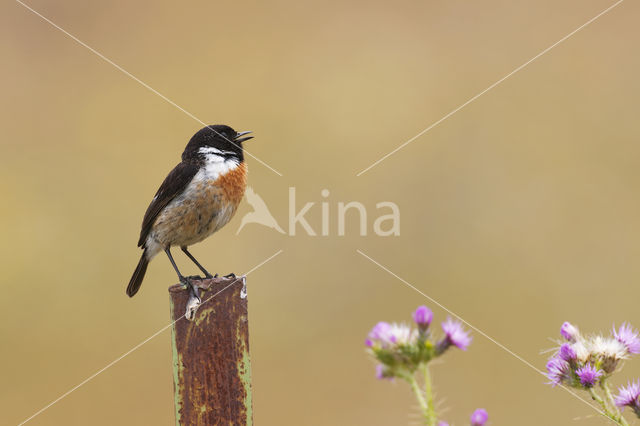 European Stonechat (Saxicola rubicola)