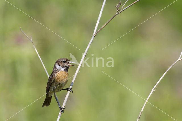 European Stonechat (Saxicola rubicola)