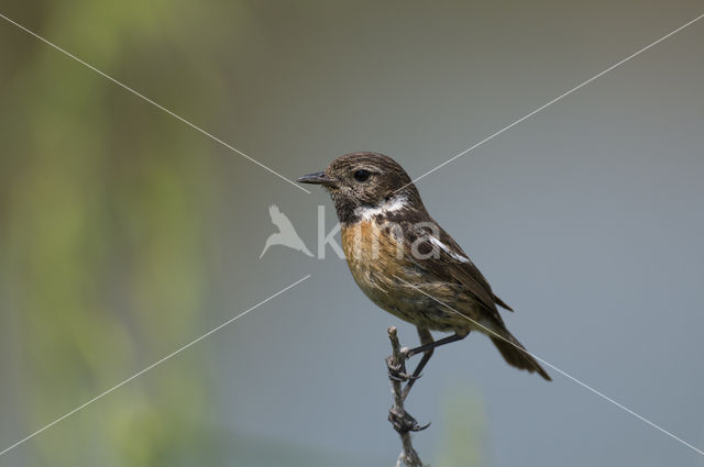 European Stonechat (Saxicola rubicola)