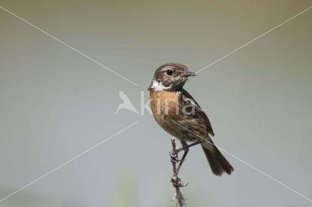 European Stonechat (Saxicola rubicola)