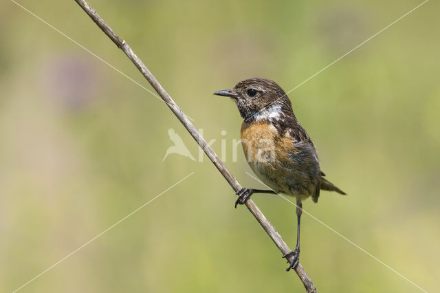 European Stonechat (Saxicola rubicola)