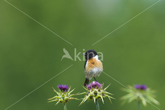 European Stonechat (Saxicola rubicola)