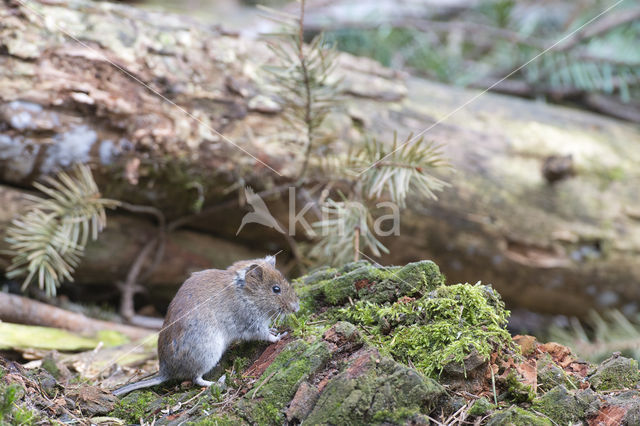 Rosse woelmuis (Myodes glareolus)