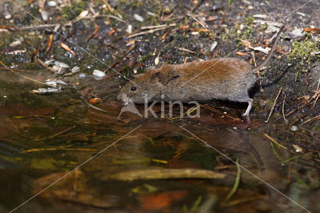 Rosse woelmuis (Myodes glareolus)