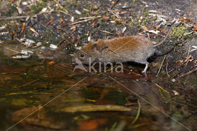 Rosse woelmuis (Myodes glareolus)