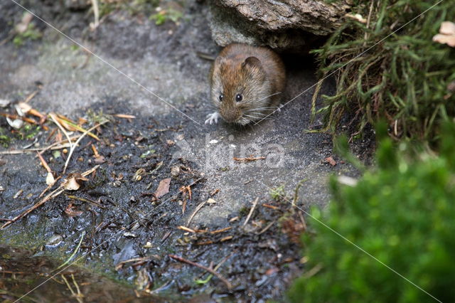 Rosse woelmuis (Myodes glareolus)