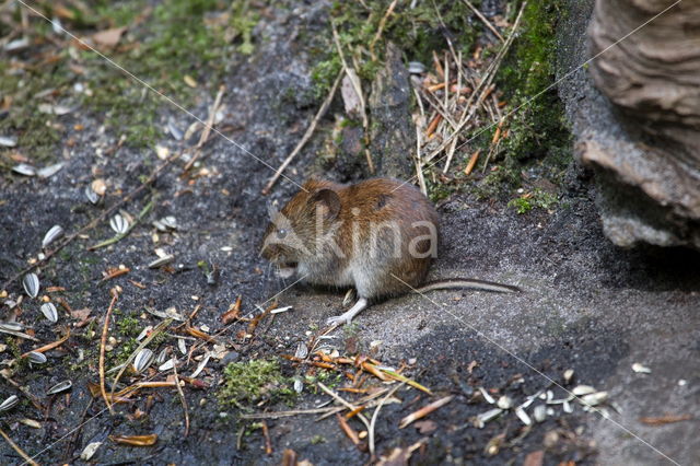 Rosse woelmuis (Myodes glareolus)