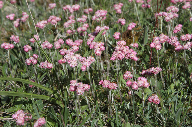 Mountain Everlasting