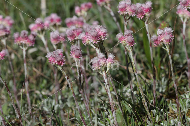 Mountain Everlasting