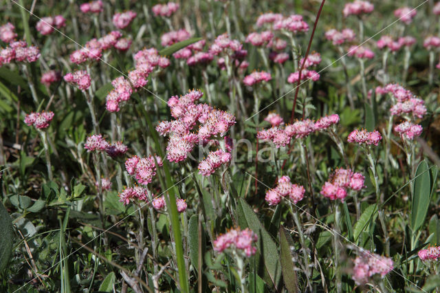 Mountain Everlasting