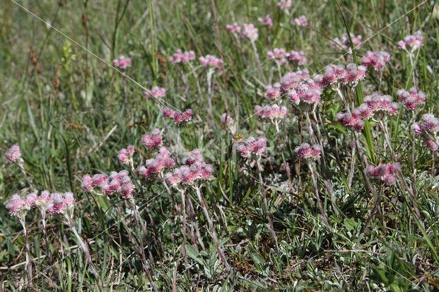 Mountain Everlasting