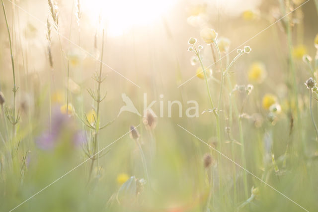 Scherpe boterbloem (Ranunculus acris)