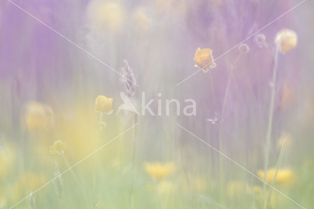 Meadow Buttercup (Ranunculus acris)