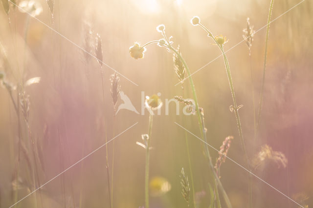 Scherpe boterbloem (Ranunculus acris)