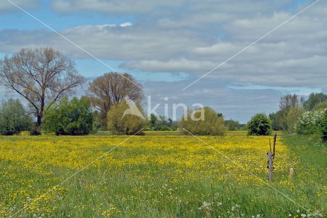 Scherpe boterbloem (Ranunculus acris)