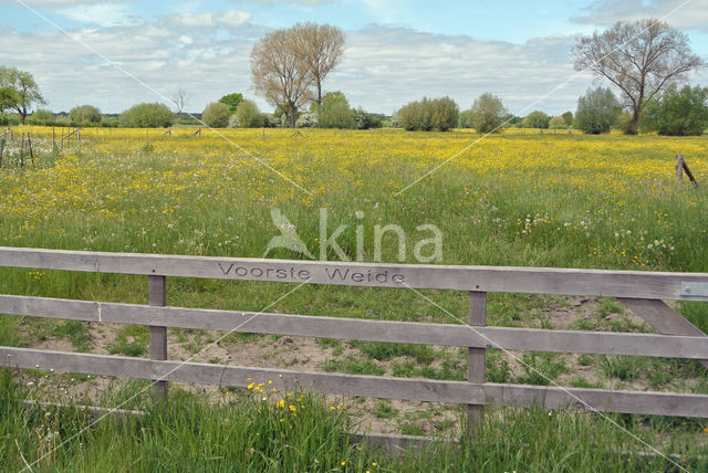 Meadow Buttercup (Ranunculus acris)