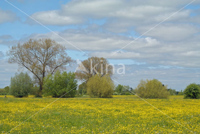 Scherpe boterbloem (Ranunculus acris)