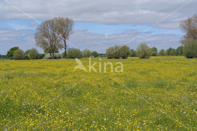 Meadow Buttercup (Ranunculus acris)