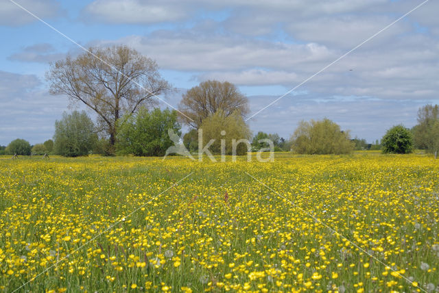 Meadow Buttercup (Ranunculus acris)