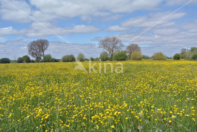 Scherpe boterbloem (Ranunculus acris)