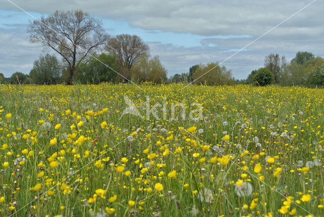 Meadow Buttercup (Ranunculus acris)