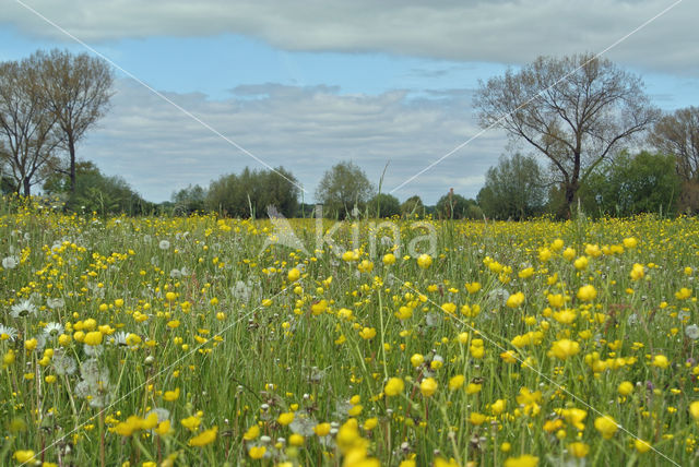 Meadow Buttercup (Ranunculus acris)