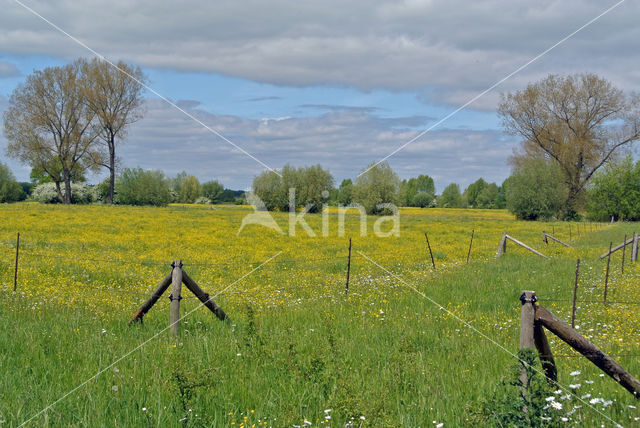 Scherpe boterbloem (Ranunculus acris)