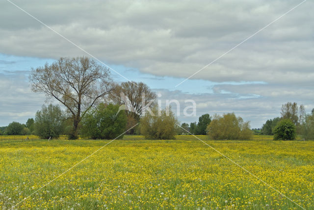 Meadow Buttercup (Ranunculus acris)