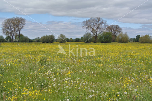 Meadow Buttercup (Ranunculus acris)