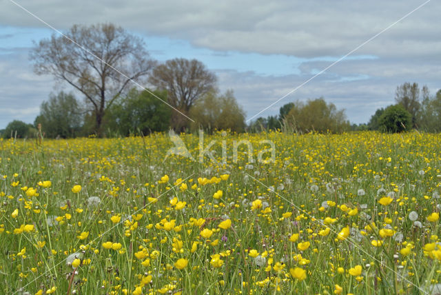 Meadow Buttercup (Ranunculus acris)