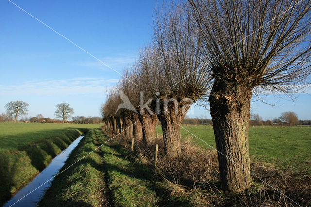 Schietwilg (Salix alba)