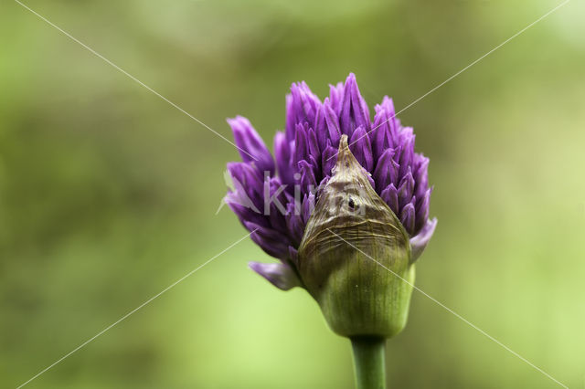 Ornamental onion (Allium aflatunense)
