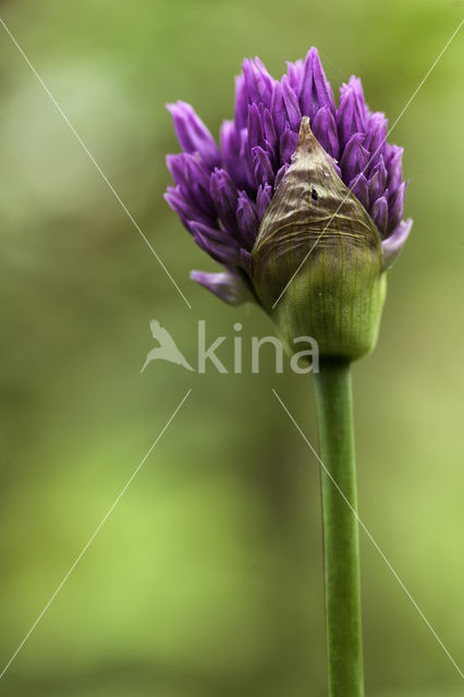 Ornamental onion (Allium aflatunense)