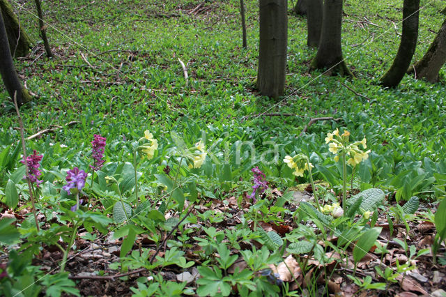 Slanke sleutelbloem (Primula elatior)