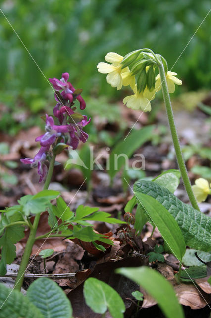 Oxlip (Primula elatior)