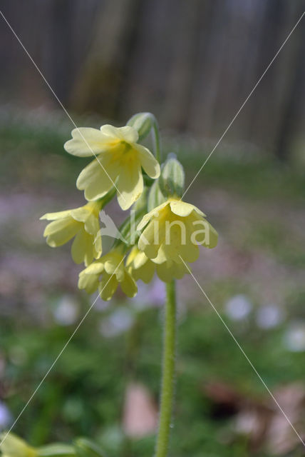 Slanke sleutelbloem (Primula elatior)