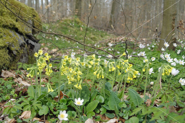 Oxlip (Primula elatior)