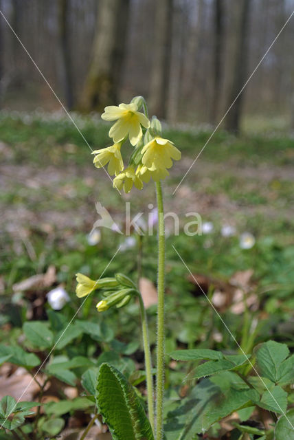 Slanke sleutelbloem (Primula elatior)