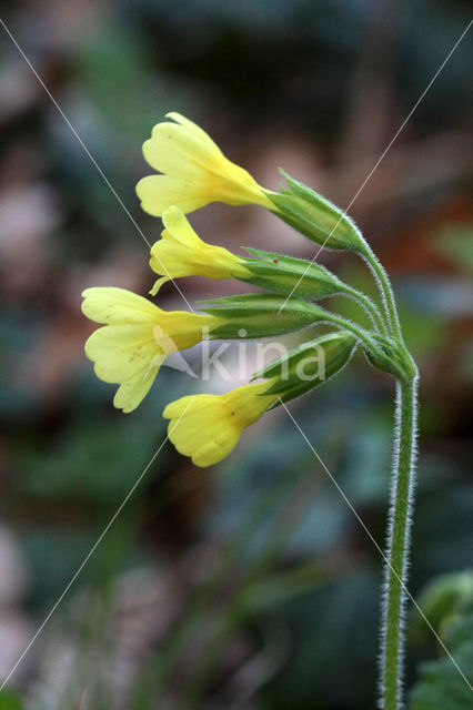 Oxlip (Primula elatior)