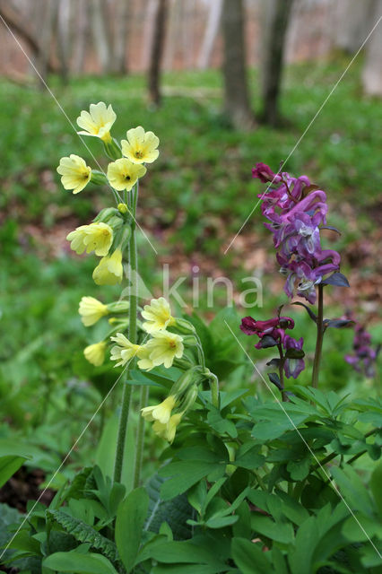 Oxlip (Primula elatior)