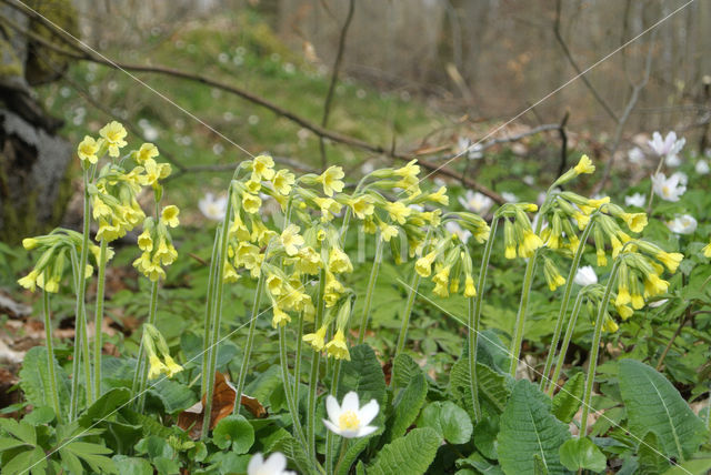 Slanke sleutelbloem (Primula elatior)